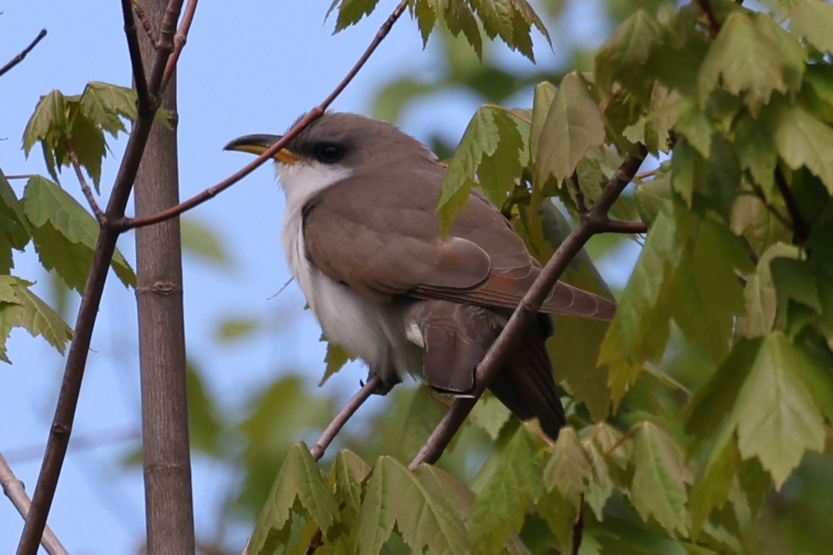 Coulicou à bec jaune - ML646860289