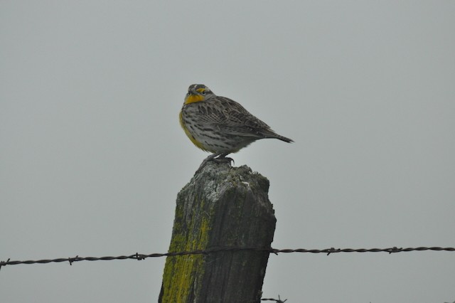 Western Meadowlark - ML646860295