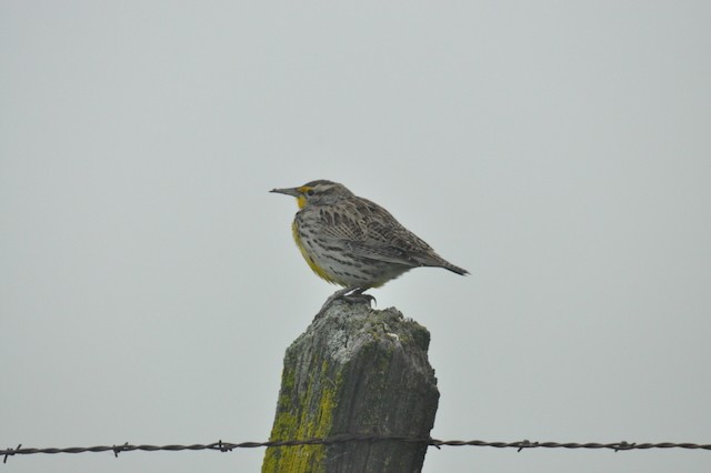 Western Meadowlark - ML646860296