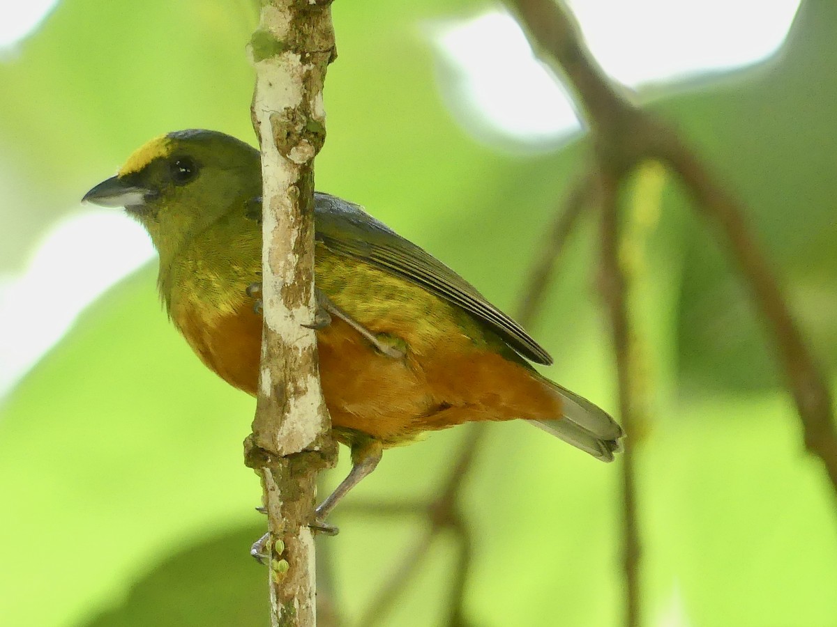 Olive-backed Euphonia - ML646860298