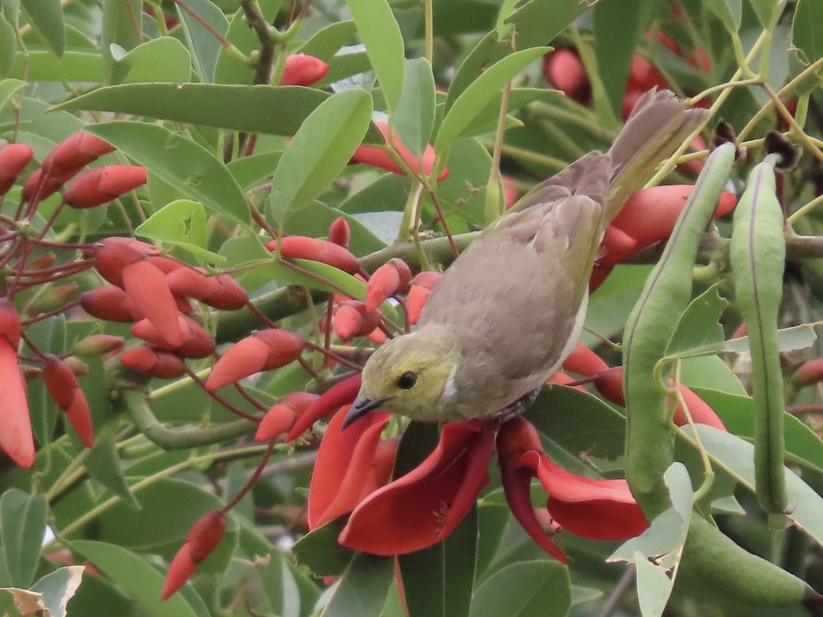 hvitsmykkehonningeter - ML646860304