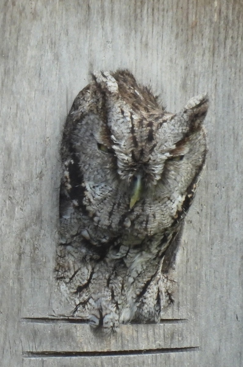Eastern Screech-Owl (McCall's) - ML646860306