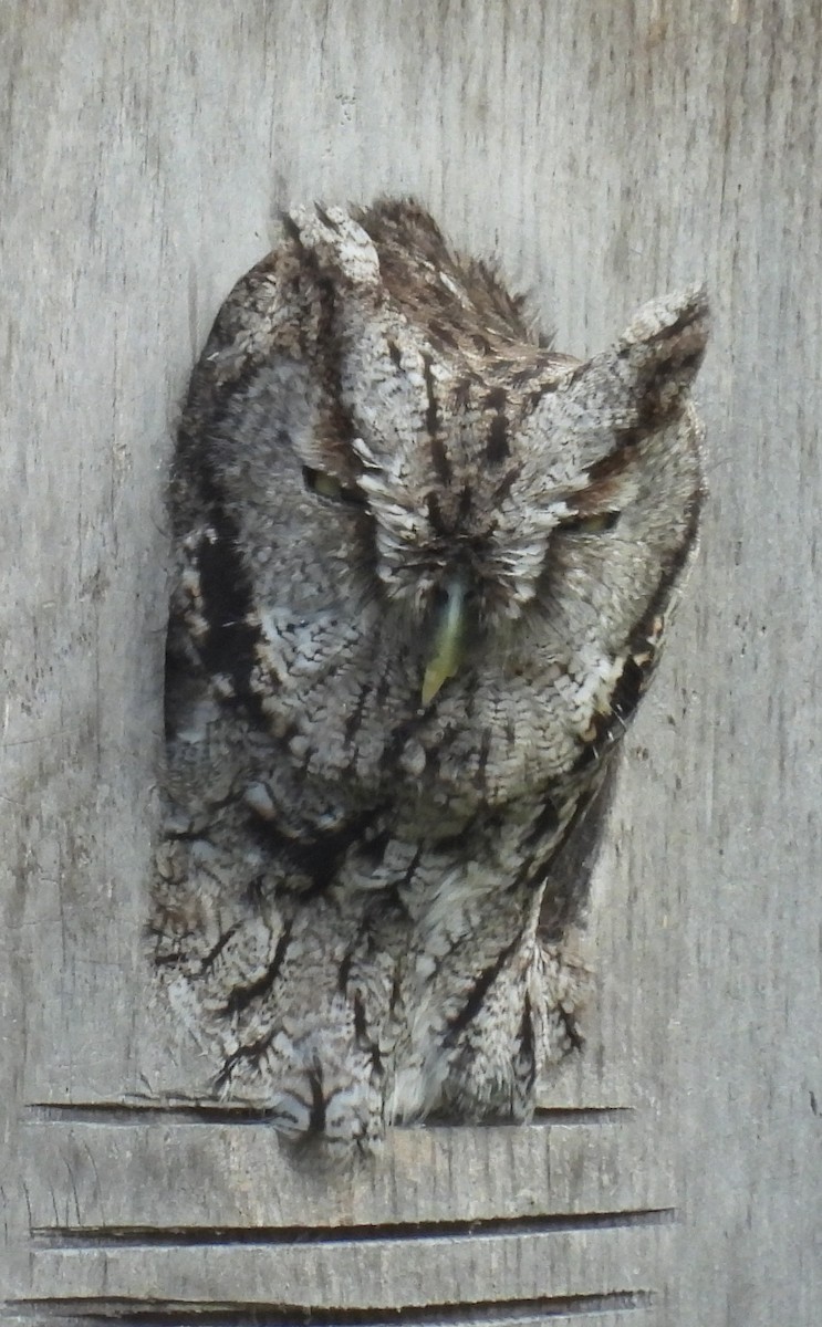Eastern Screech-Owl (McCall's) - ML646860307