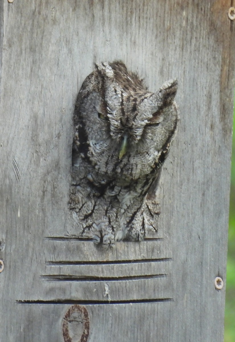 Eastern Screech-Owl (McCall's) - ML646860308