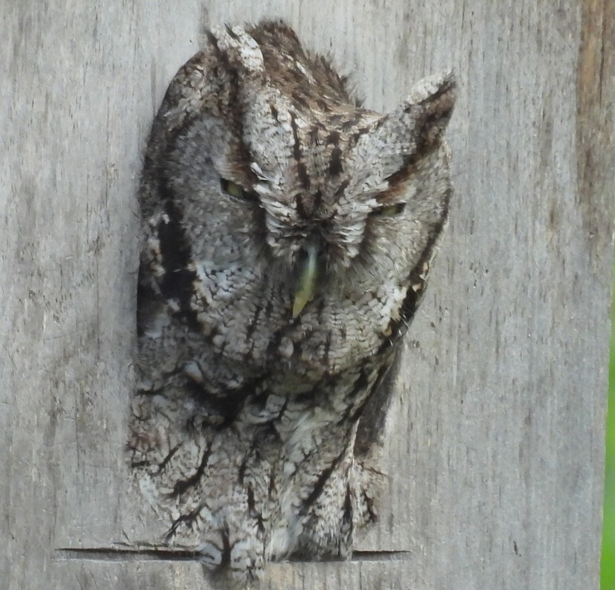 Eastern Screech-Owl (McCall's) - ML646860309