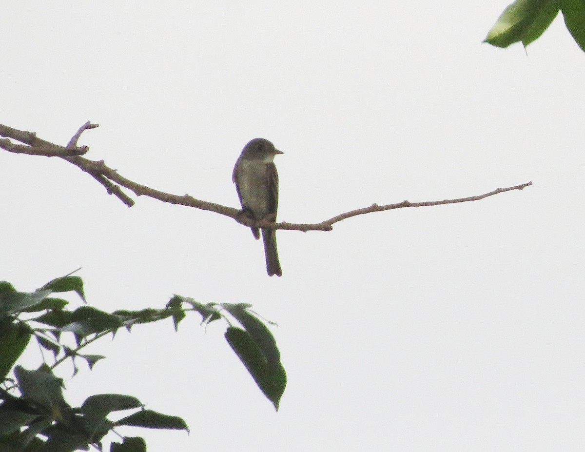 Hellbauch-Schnäppertyrann - ML646860312