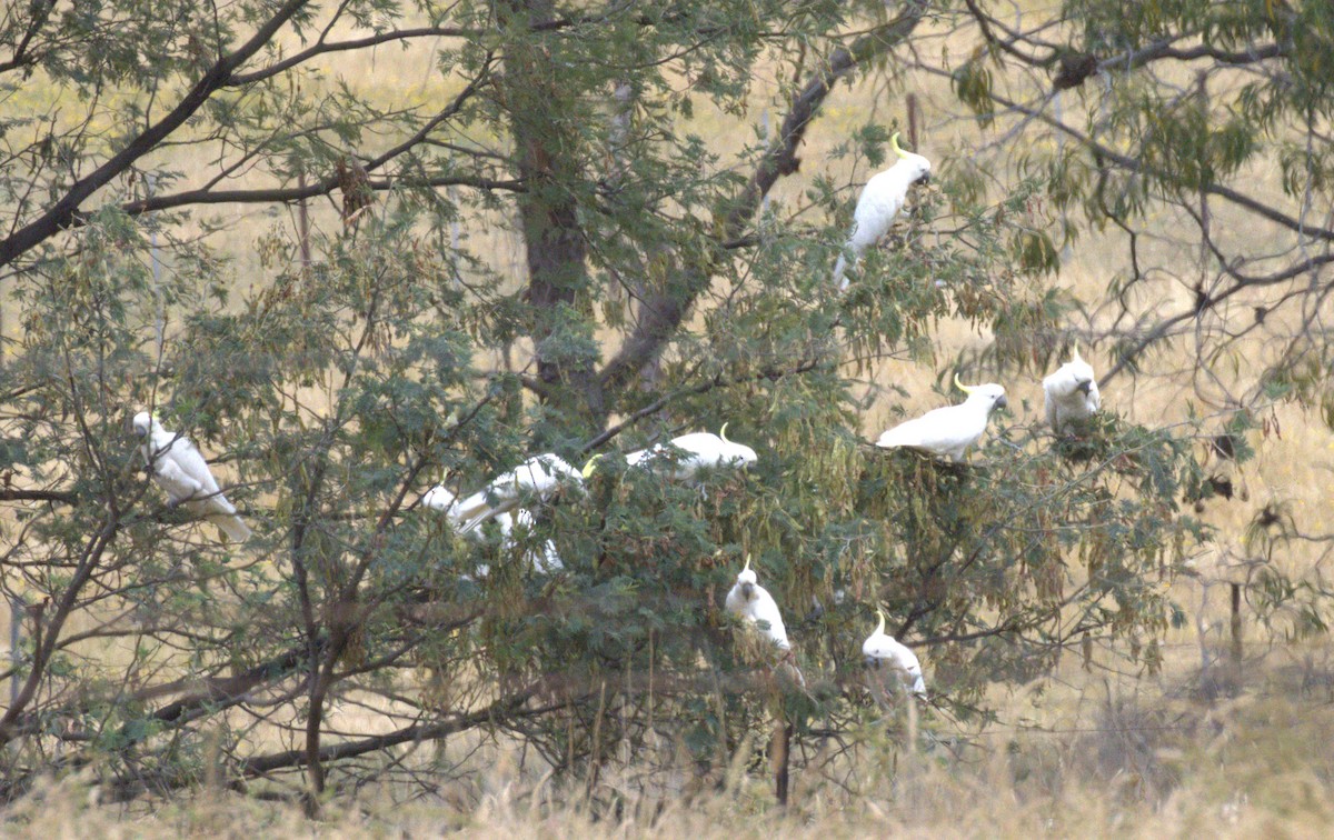 gultoppkakadu - ML646860317