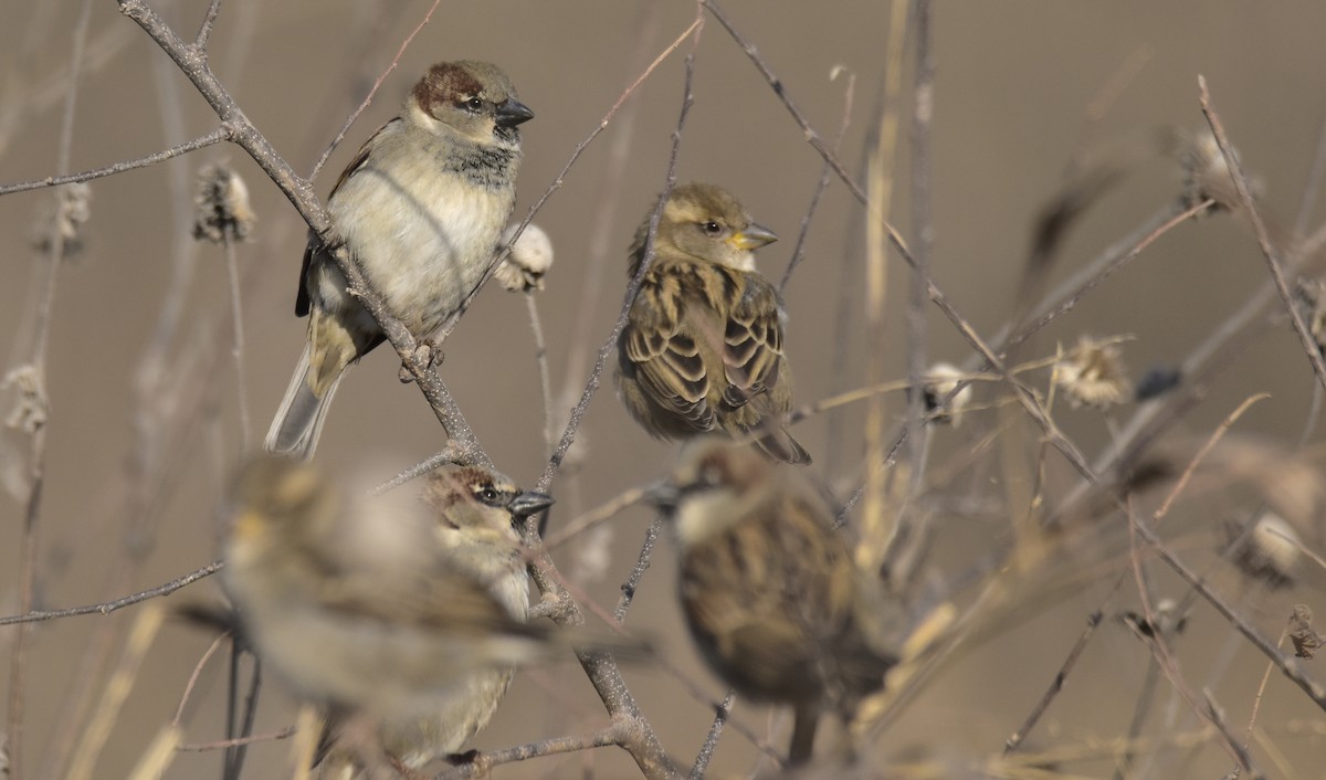 House Sparrow - ML646860318