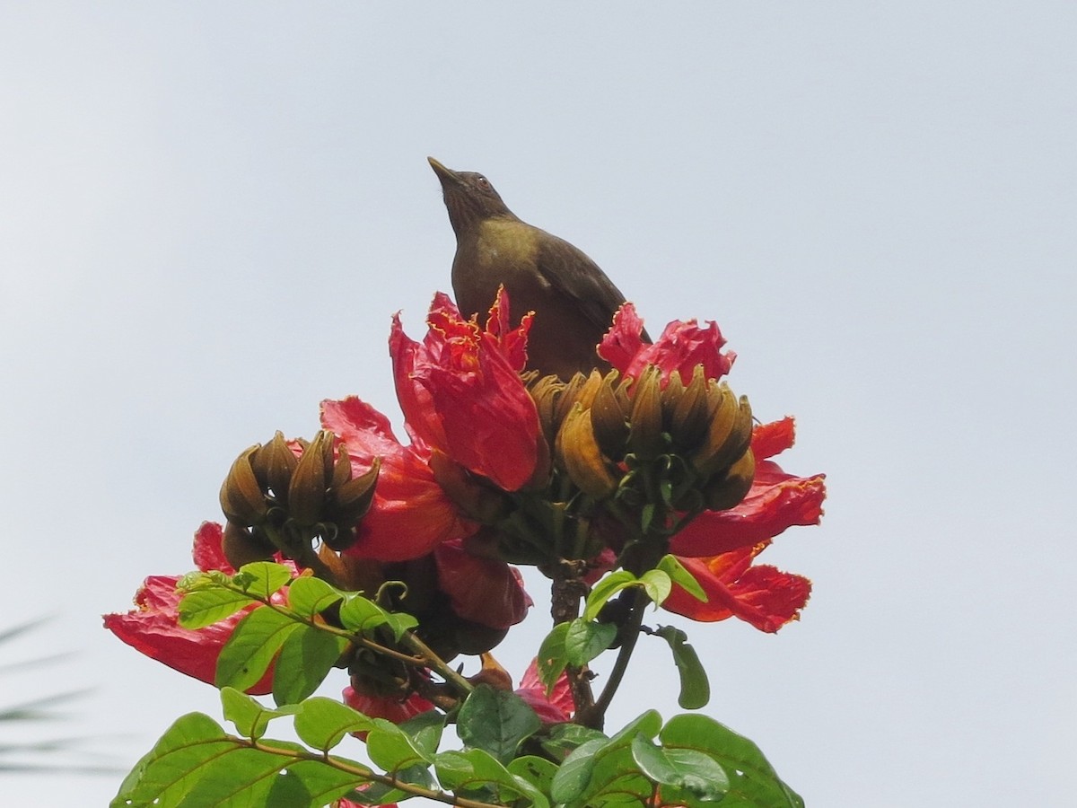 Merle fauve - ML646860320