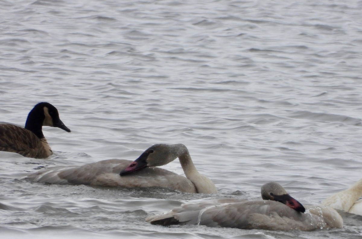 Trumpeter Swan - ML646860321