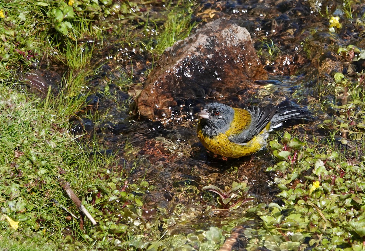 Gray-hooded Sierra Finch - ML646860322