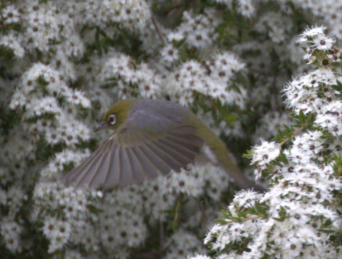 gråbrystbrillefugl - ML646860323