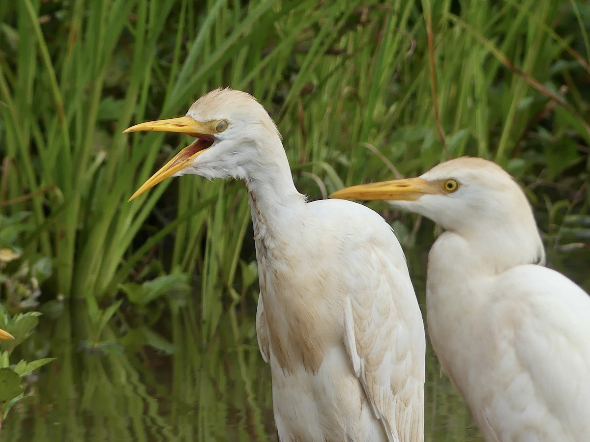 Western Cattle-Egret - ML646860324