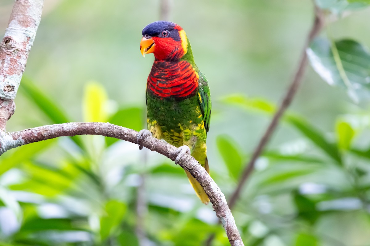 Coconut Lorikeet - ML646860325