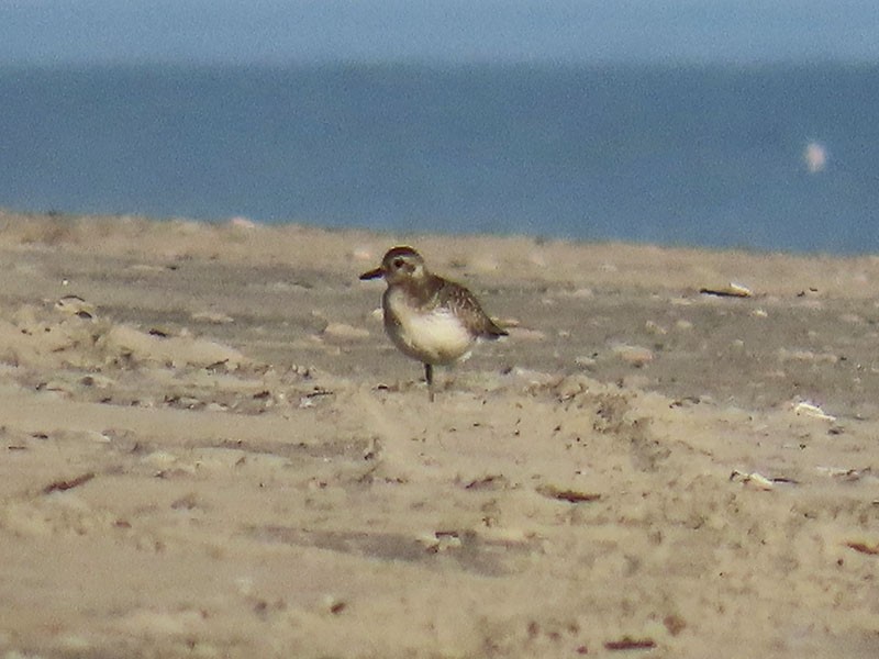 חופזי מנומר - ML646860326