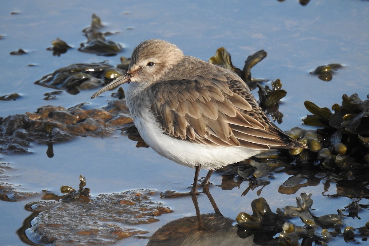 Чернозобик - ML646860330