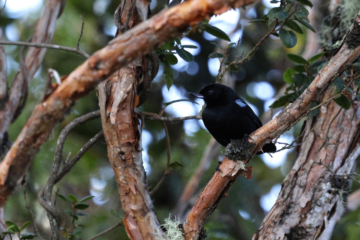 Glossy Flowerpiercer - ML646860331
