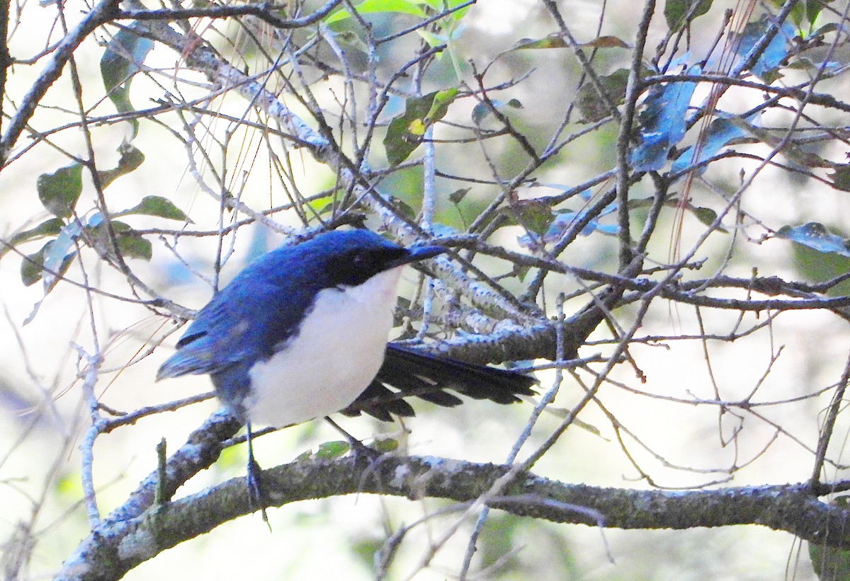 Moqueur bleu et blanc - ML646860332