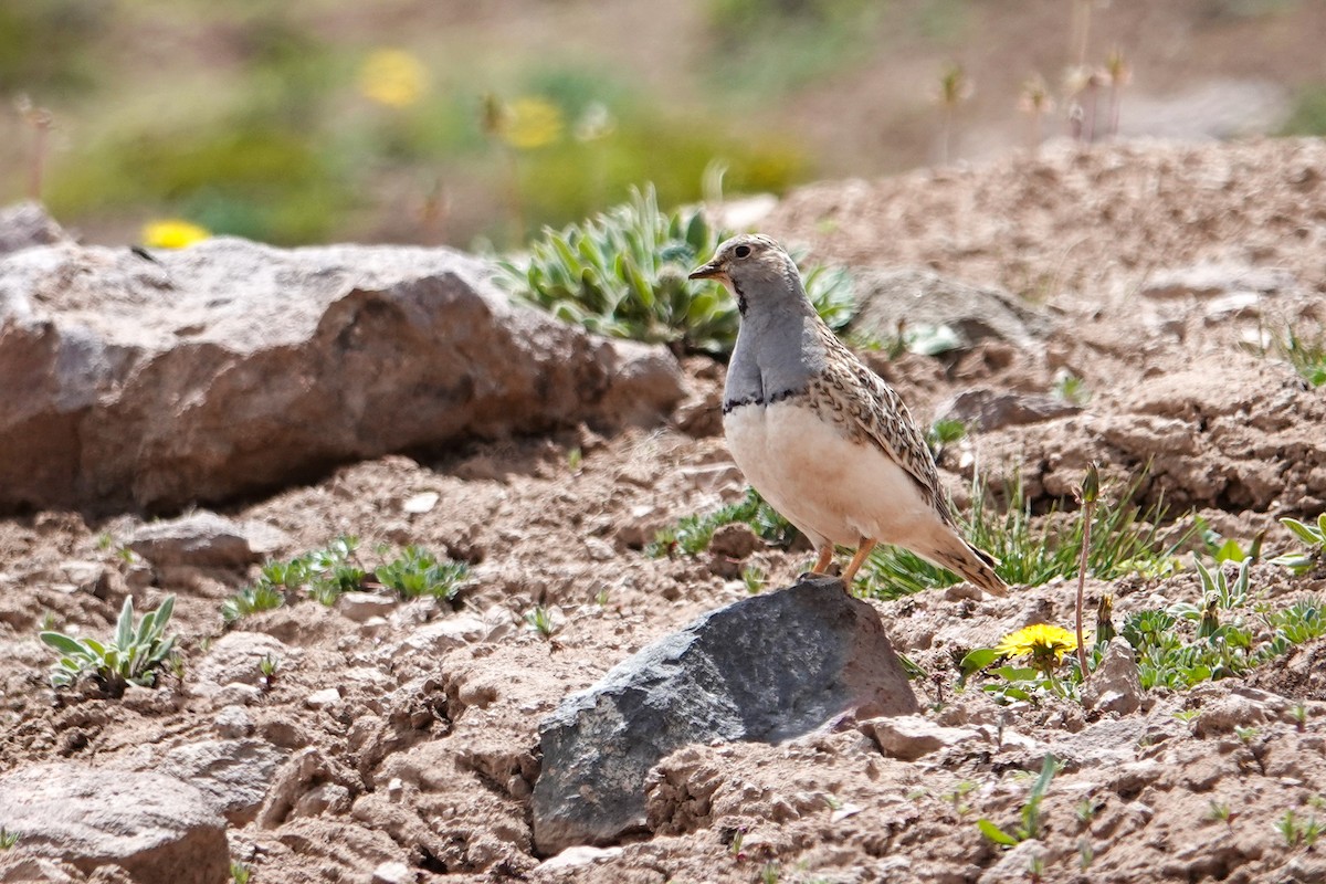 ノドジロヒバリチドリ - ML646860333