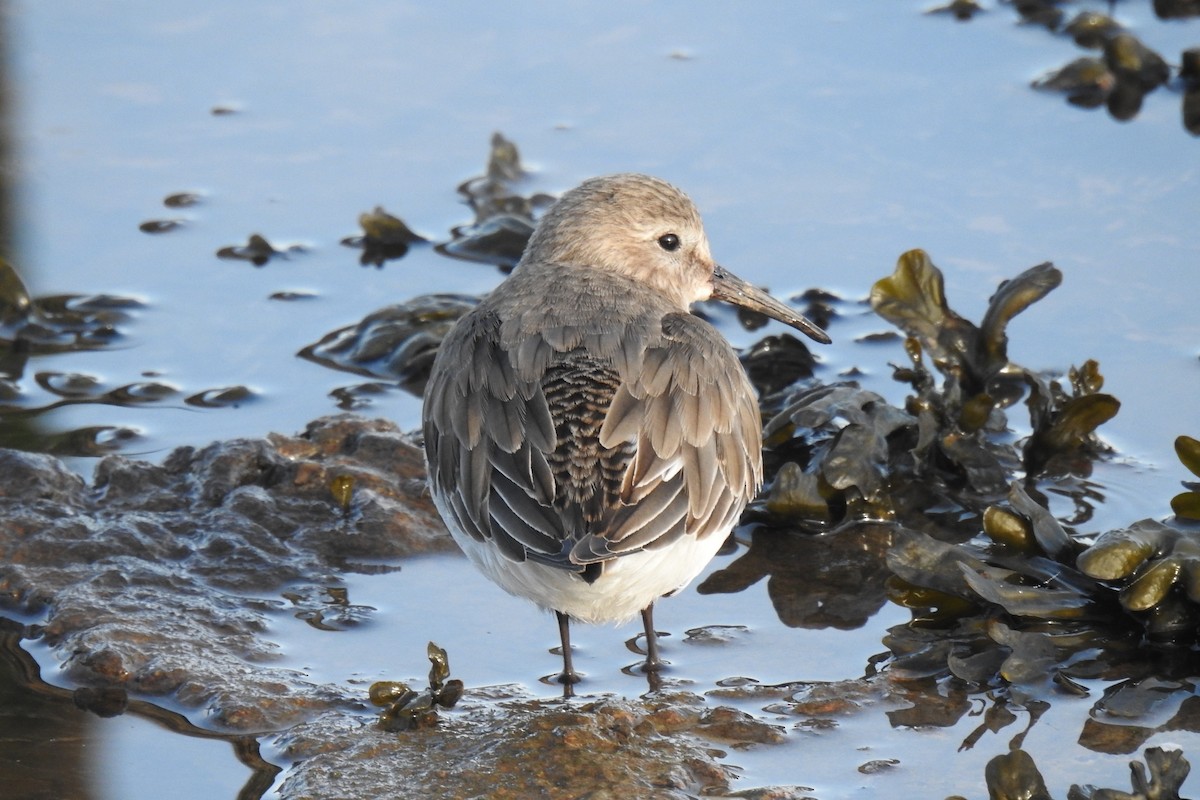 Чернозобик - ML646860334