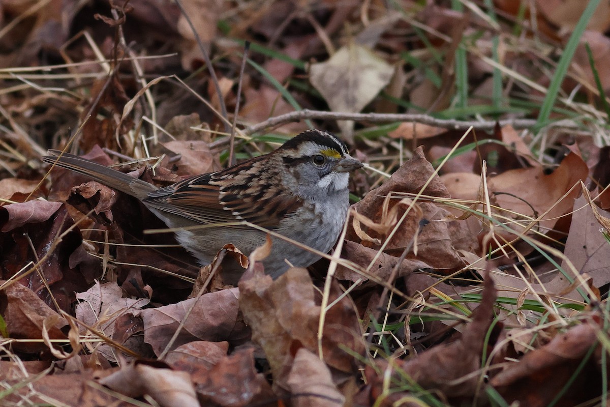 White-throated Sparrow - ML646860335