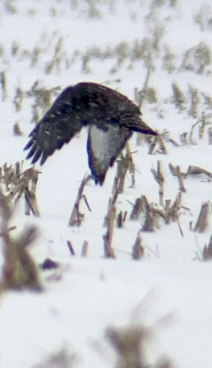 fjellvåk - ML646860339