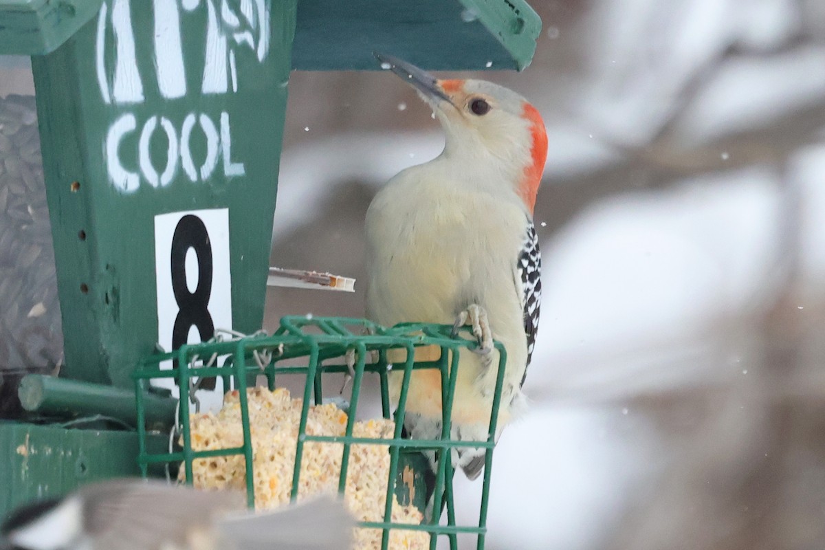 Red-bellied Woodpecker - ML646860340