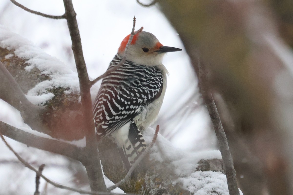 Red-bellied Woodpecker - ML646860341