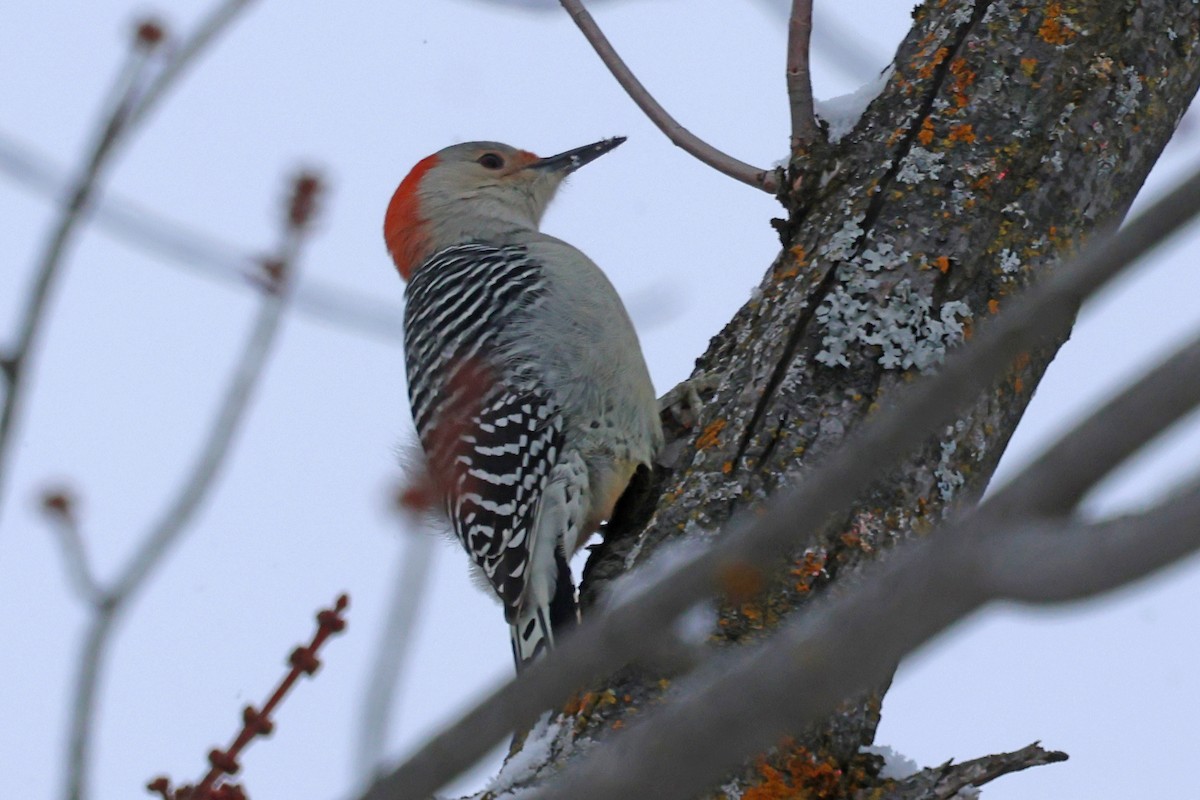 Red-bellied Woodpecker - ML646860342