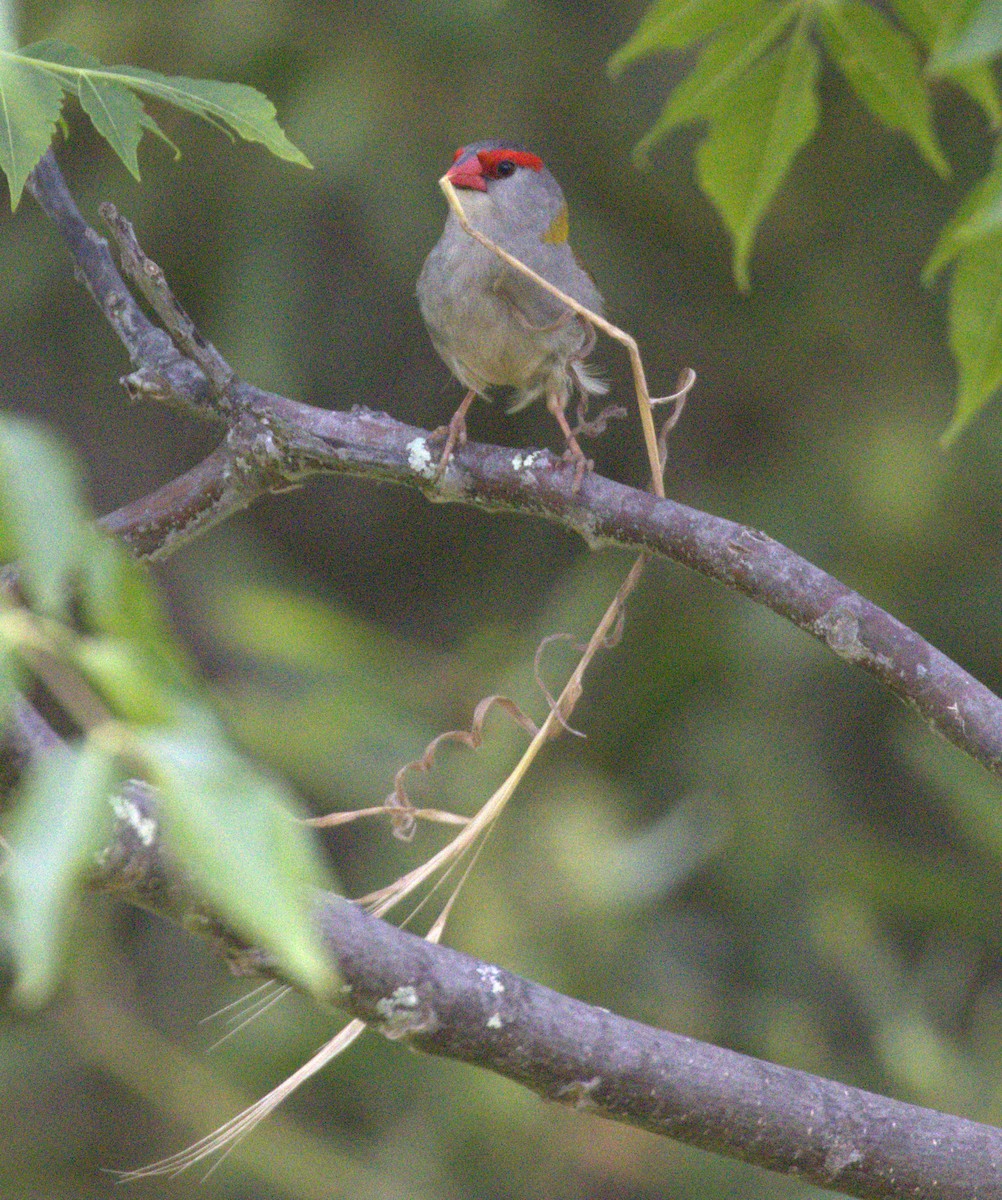 Red-browed Firetail - ML646860343