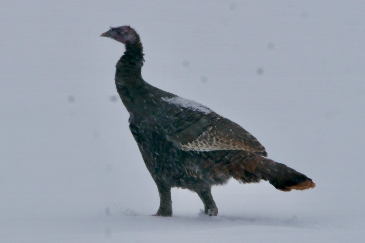 Wild Turkey - ML646860346