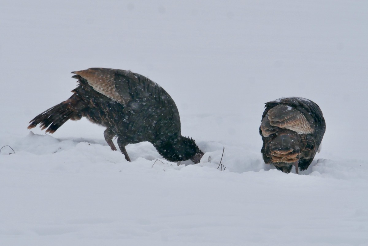 Wild Turkey - ML646860347