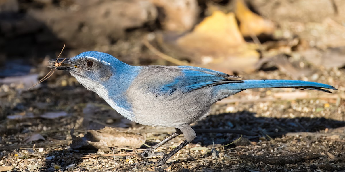 Калифорнийская сойка - ML646860348