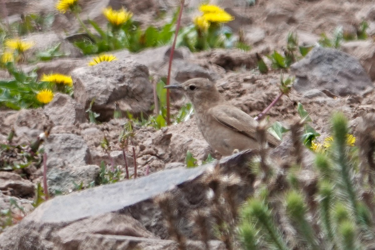 コシジロジカマドドリ - ML646860350