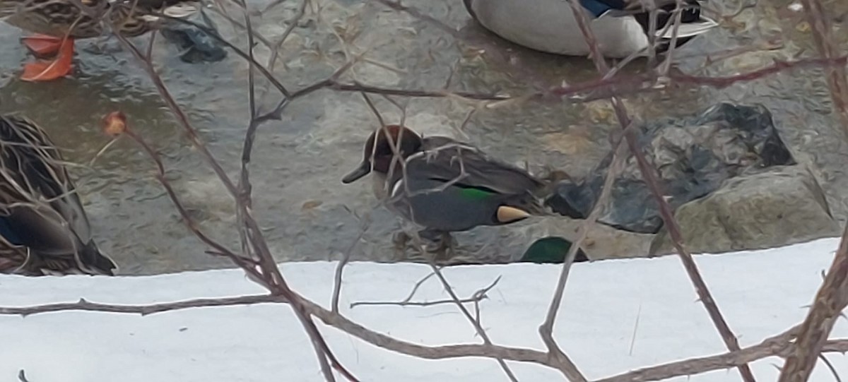 Green-winged Teal - ML646860352