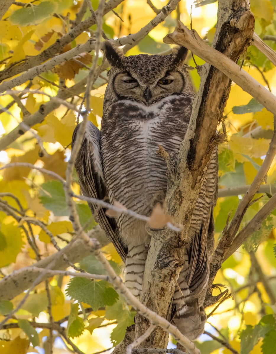 Hontz virginiarra - ML646860354