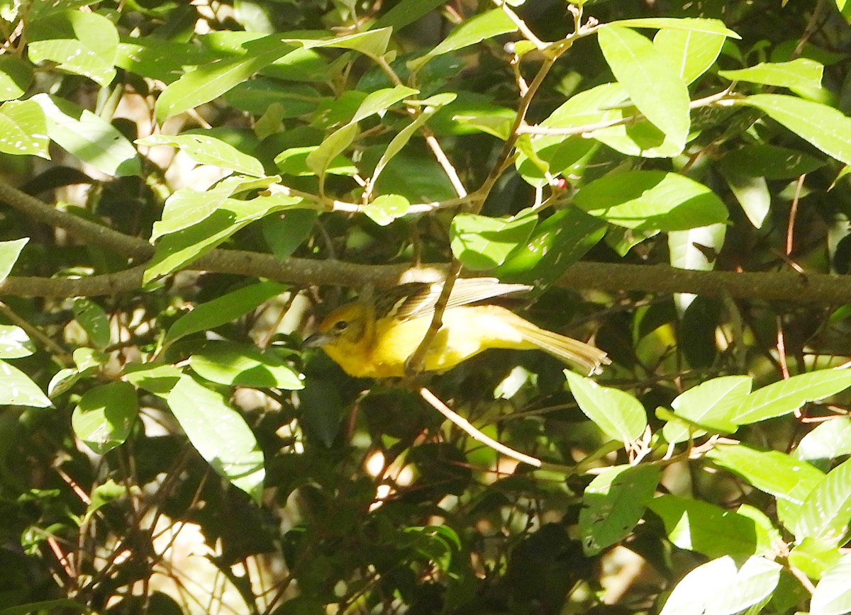 Piranga Estriada - ML646860358