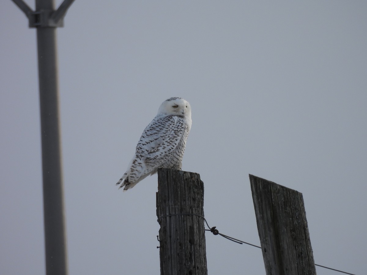 Snowy Owl - ML646860360