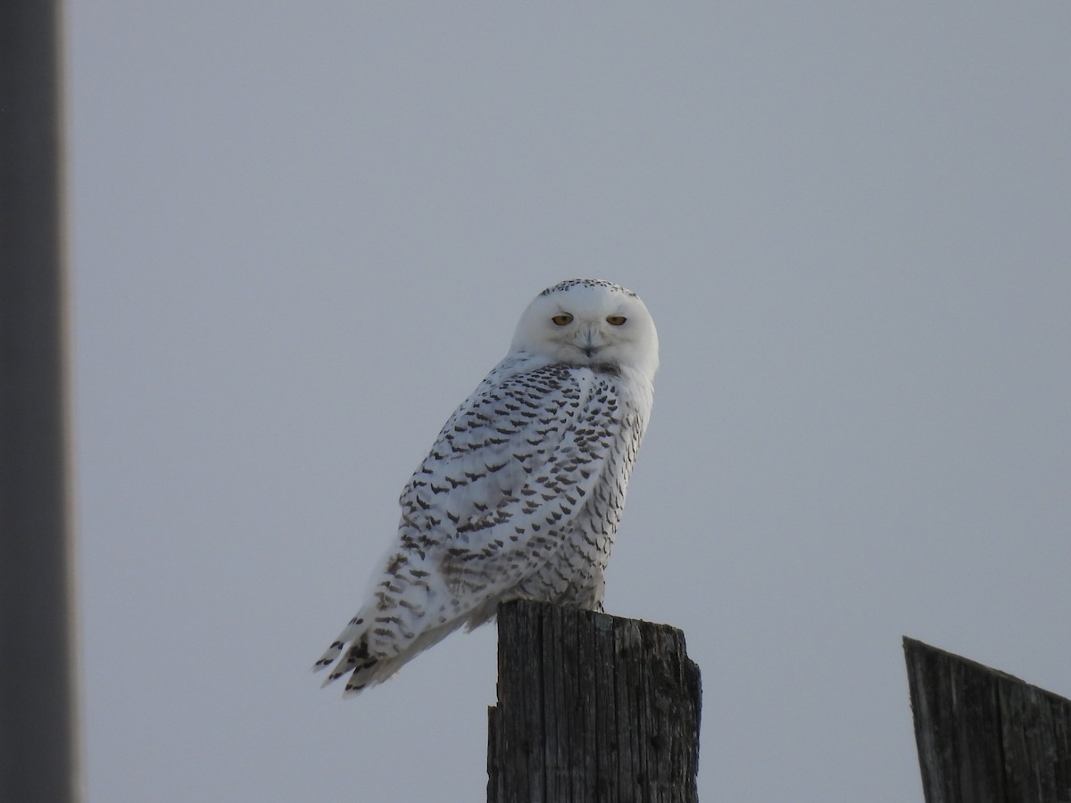 Snowy Owl - ML646860361