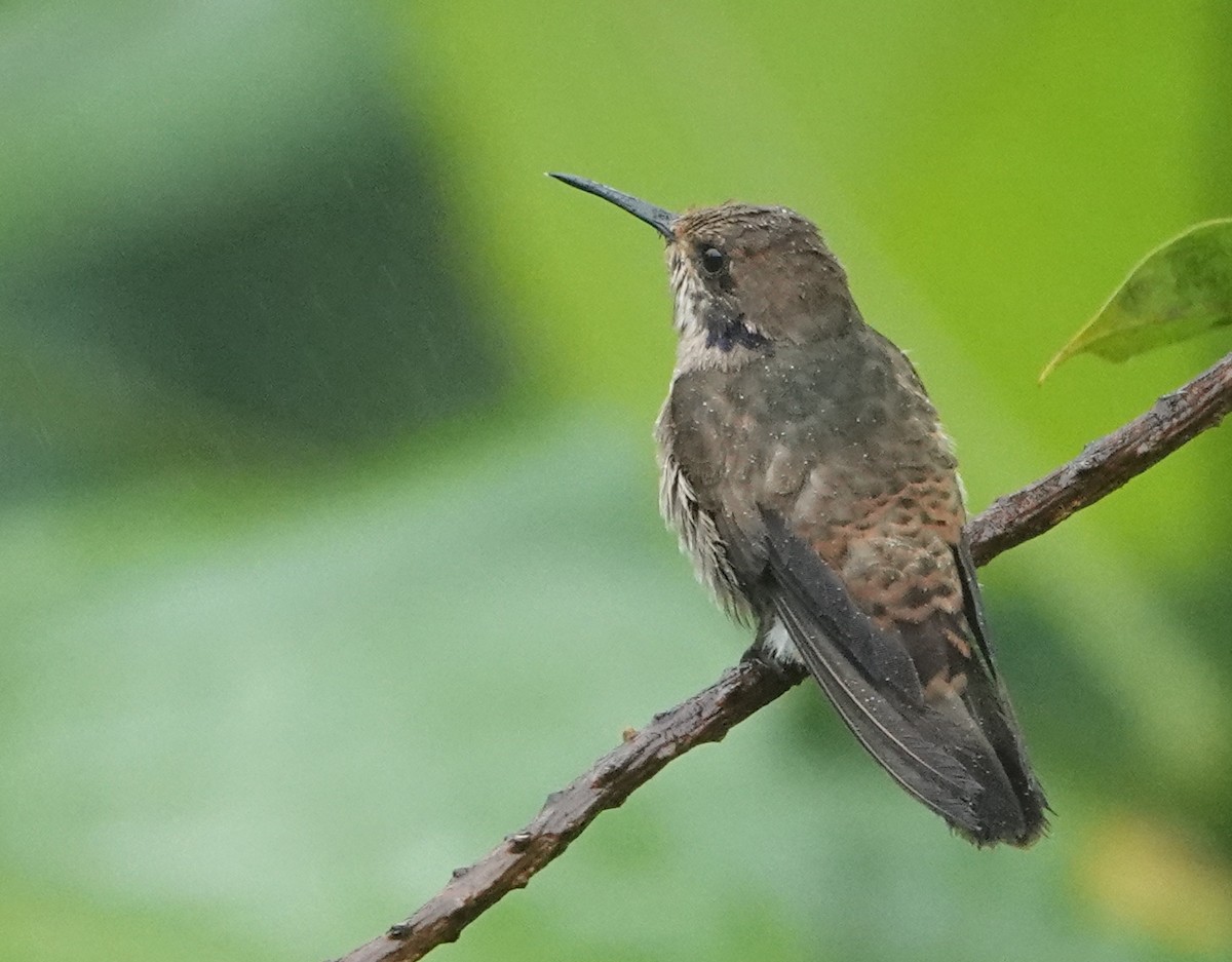 Brown Violetear - ML646860363
