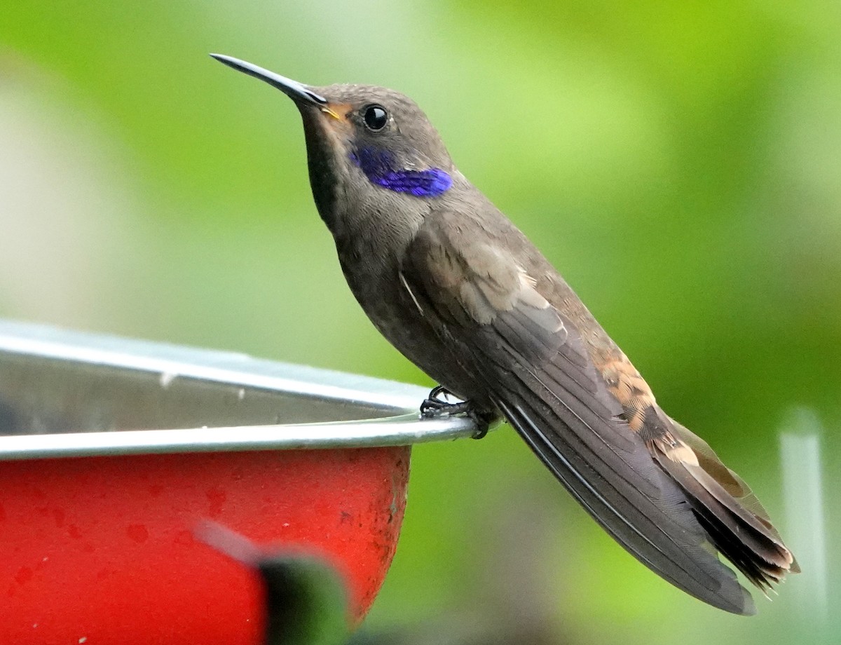 Brown Violetear - ML646860364