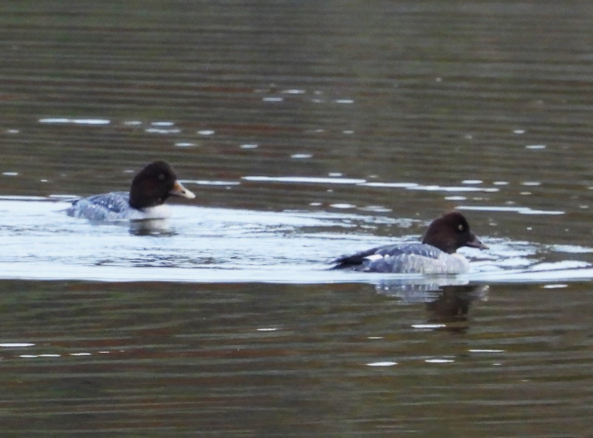 עבראש ירוק - ML646860367