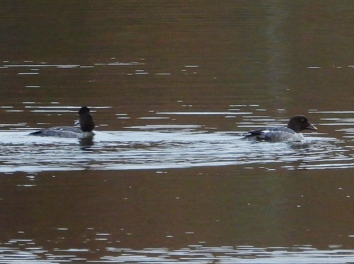 עבראש ירוק - ML646860368