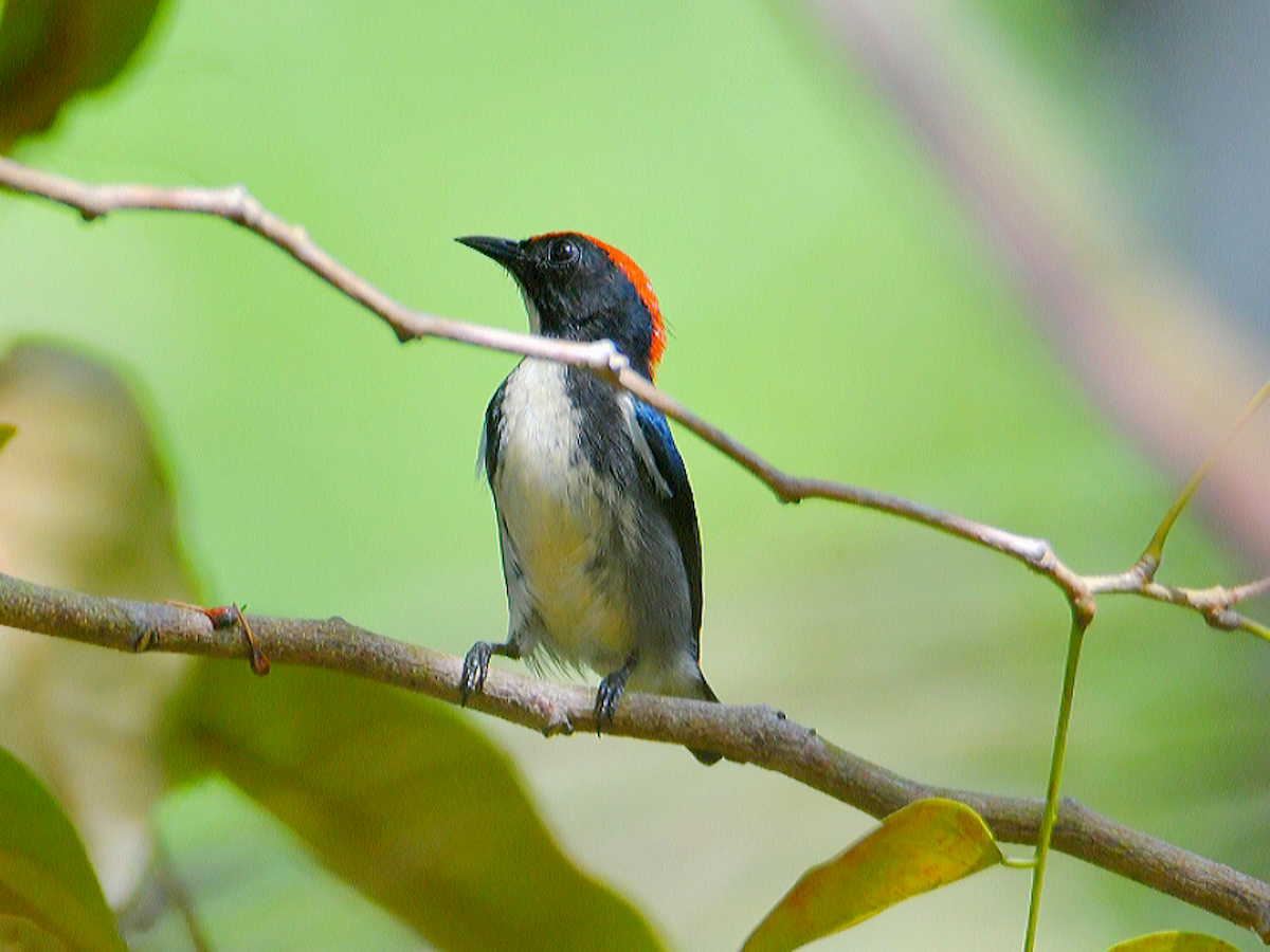Scarlet-backed Flowerpecker - ML646860370