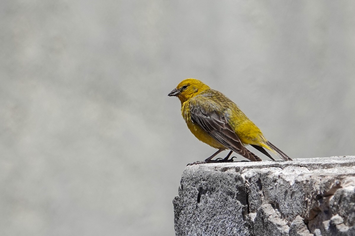 Greater Yellow-Finch - ML646860371