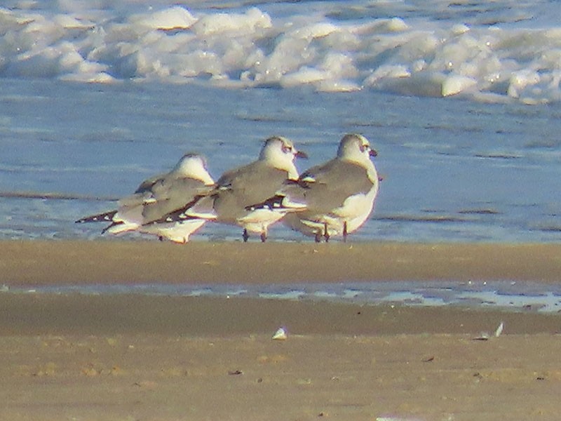 Ацтекская чайка - ML646860372