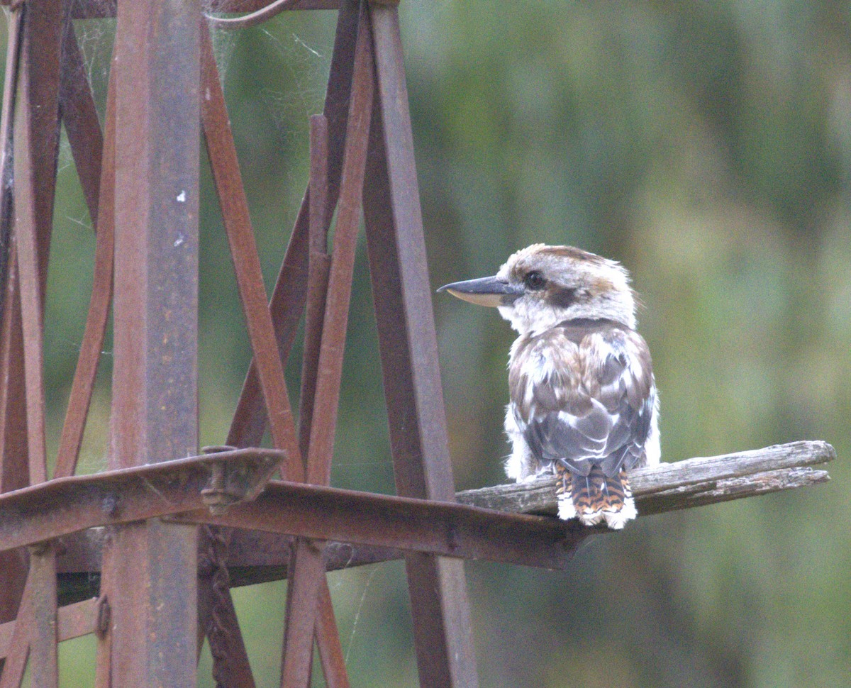 latterkokaburra - ML646860373