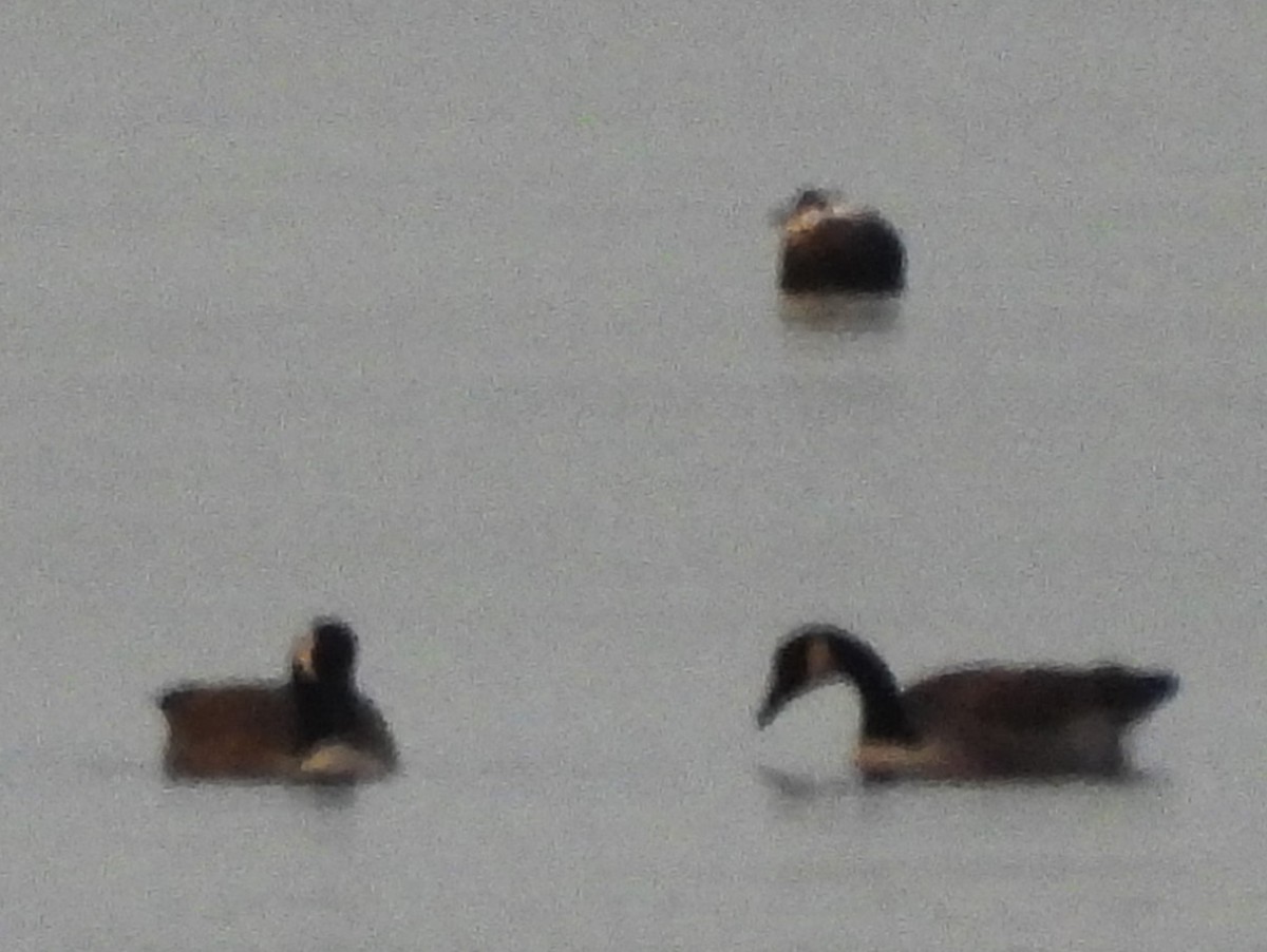 ברנטה קנדית - ML646860375