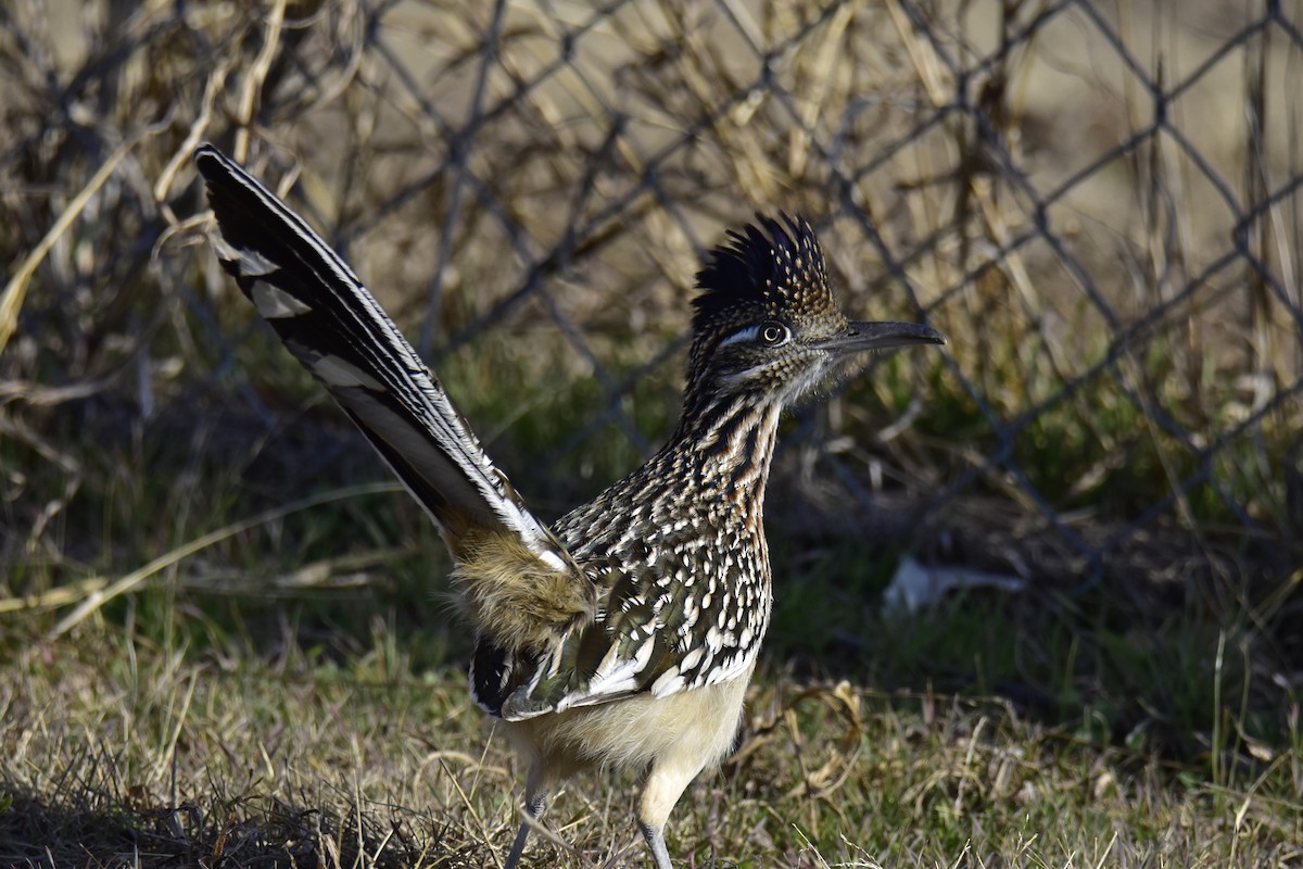 Greater Roadrunner - ML646860378