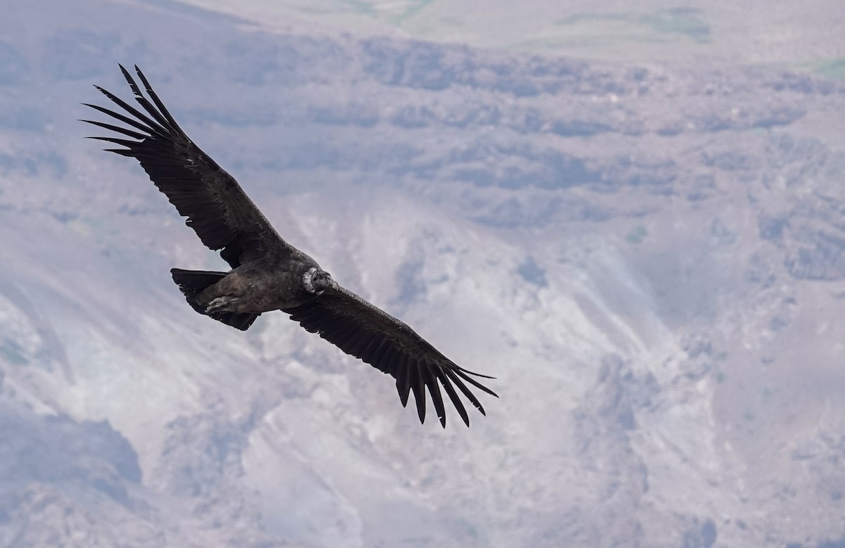 コンドル - ML646860380